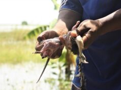 Moçambicanos caçam ratos para c0mer. confira… Moçambicanos caçam ratos